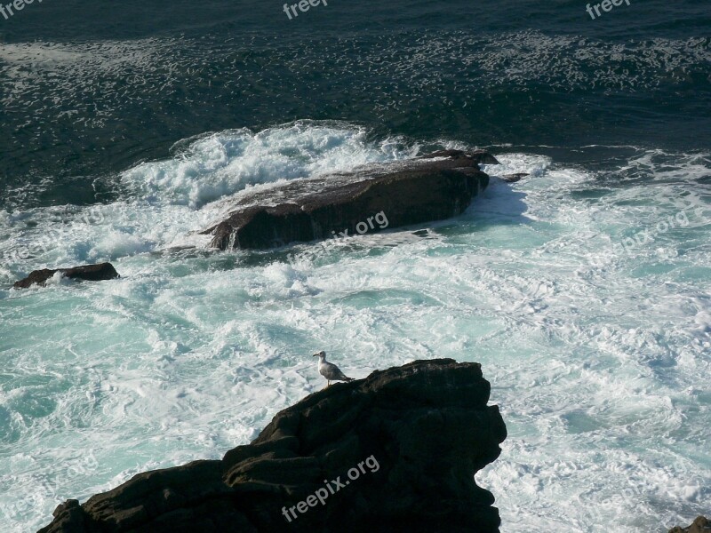 Rocks Sea Seagull Nature Cantabrian Coast