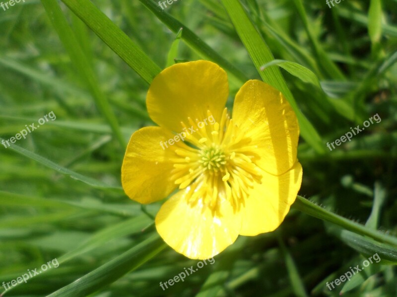 Buttercup Yellow Meadow Flower Free Photos