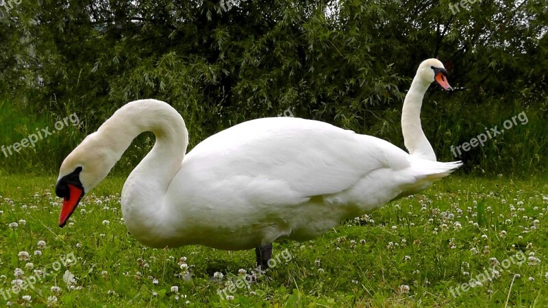 Swans Necks Waters Water Elegant