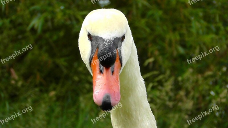 Swan Head Swan View Close Up Bill