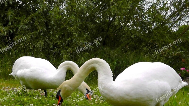 Swans Animals Beautiful Elegant Feather