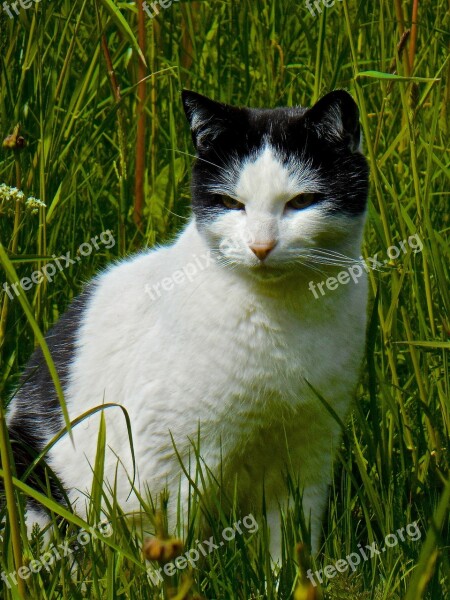 Cat Black-white Cat Face Animals Pets