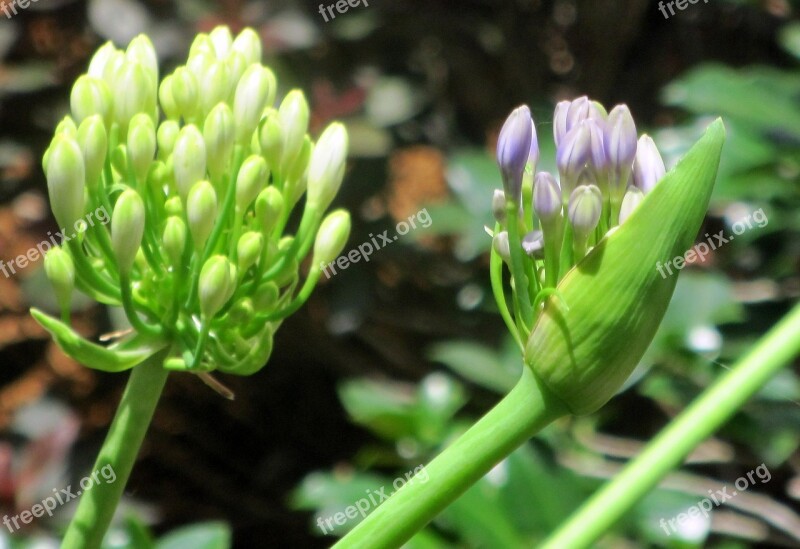 Flower Plant Purple Purple Flower Budding