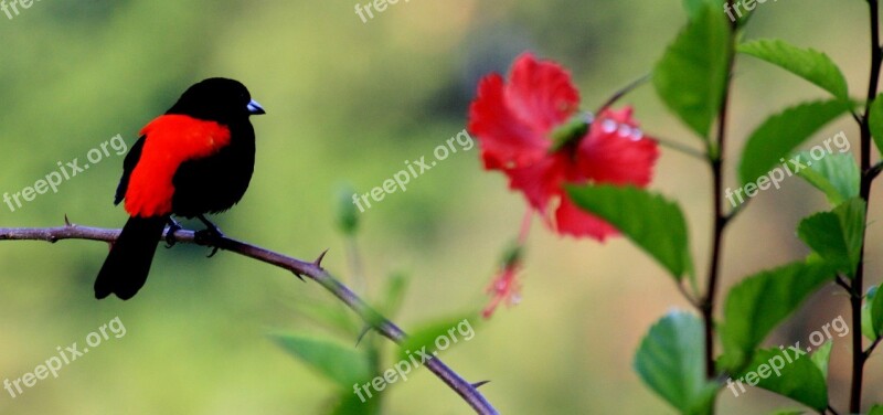 Bird Nature Animals Costa Rica Jungle