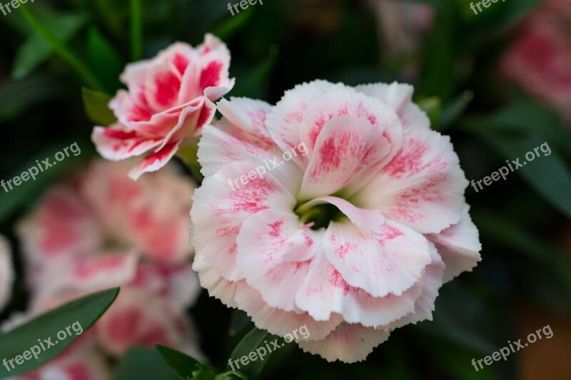 Flower Flowers White Pink Red