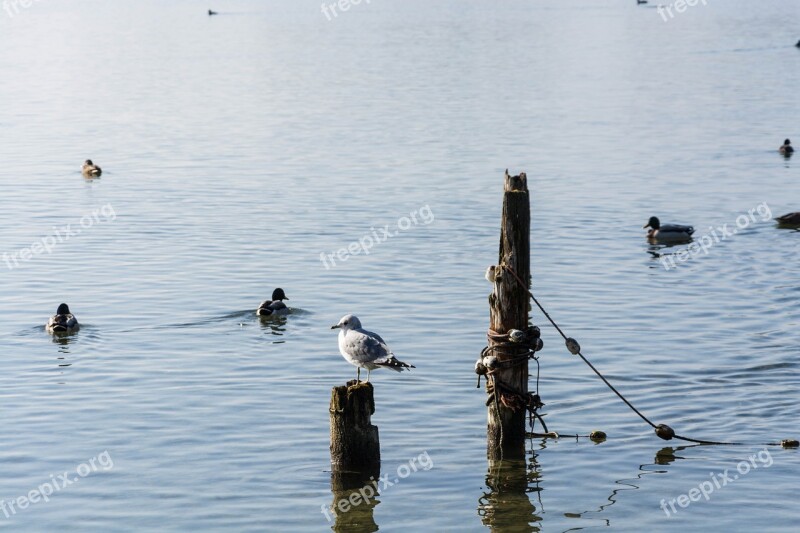 Lake Gmunden Traunsee Mirroring Fog