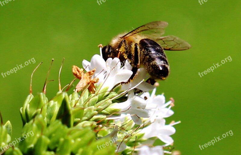 Bee Honey Bee Nectar Blossom Bloom