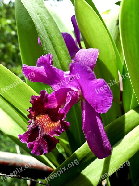 Flower Orchid Purple Flora Plant