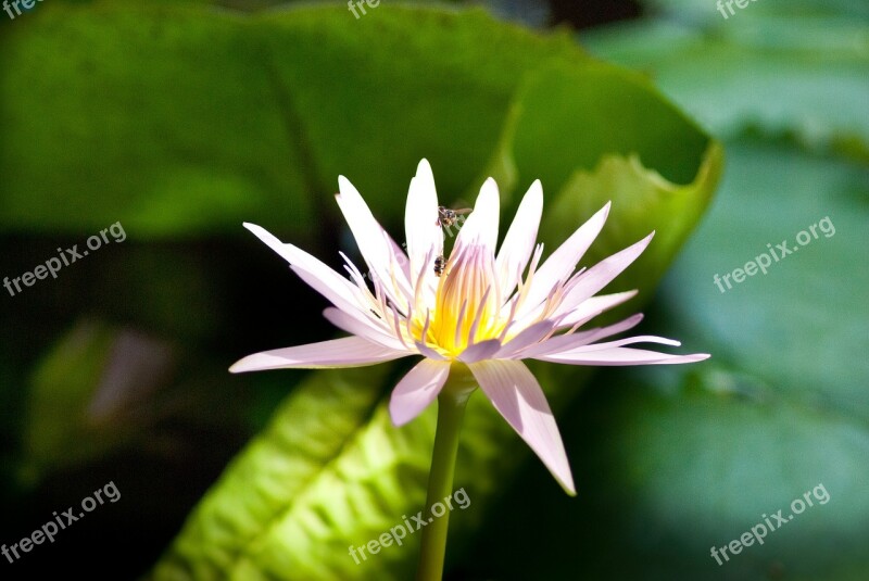 Lotus Flower Blooming Water Lily Pink