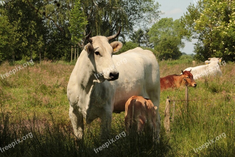 Cow Pasture Landscape Cattle Animal