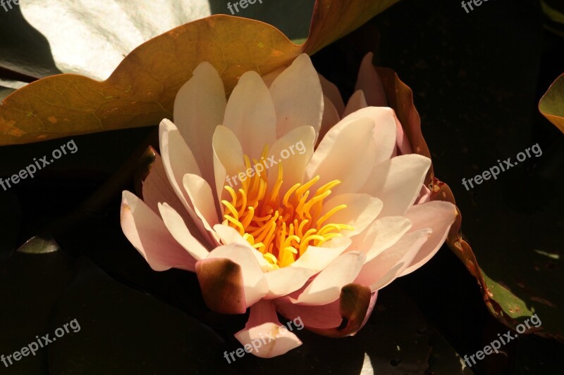 Water Lily Blossom Bloom Pink Aquatic Plant