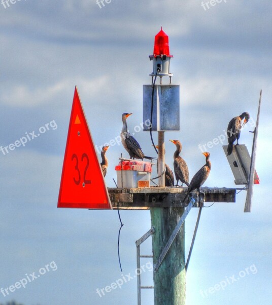 Birds Buoys Animal Nature Ocean