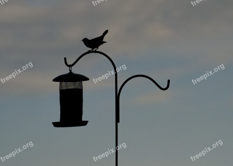 Bird Silhouette Bird Feeder Perched Animal