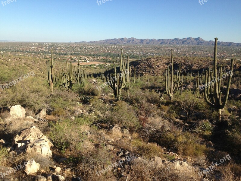 Desert Arizona Cactus Free Photos