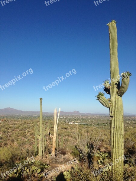 Desert Cactus Arizona Free Photos