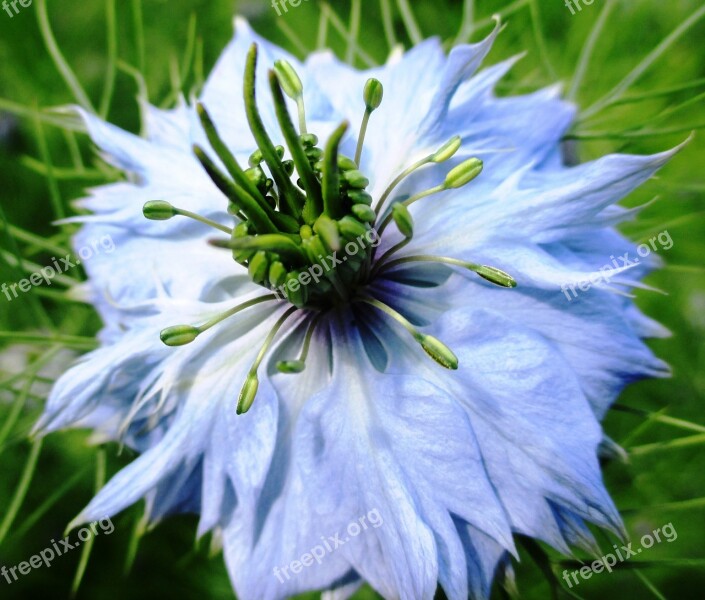 Flower Gretl In The Bush Garden Light Blue Tender