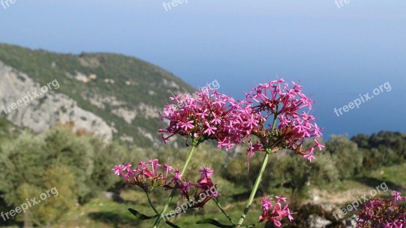 Greece Sea Greek Island Mountains Flower