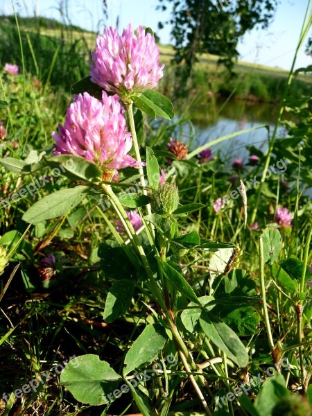 Clover Nature Plant Flower Green