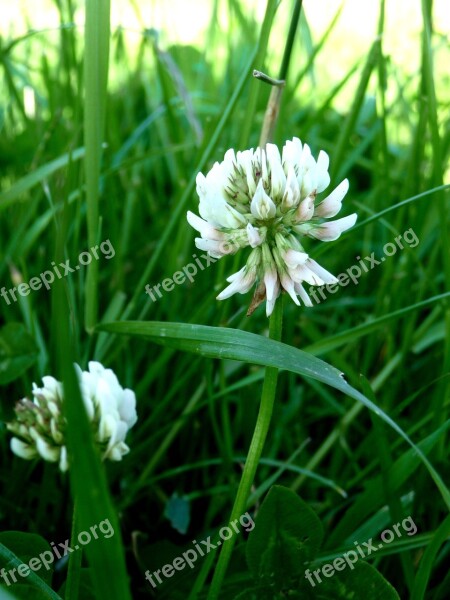 Nature Clover Meadow Green Pastures