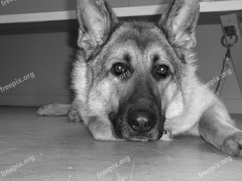 Dog German Shepherd Animals Pet Free Photos