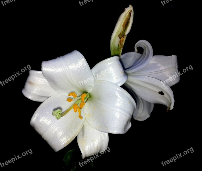 Lily Flower White Petal White Flower