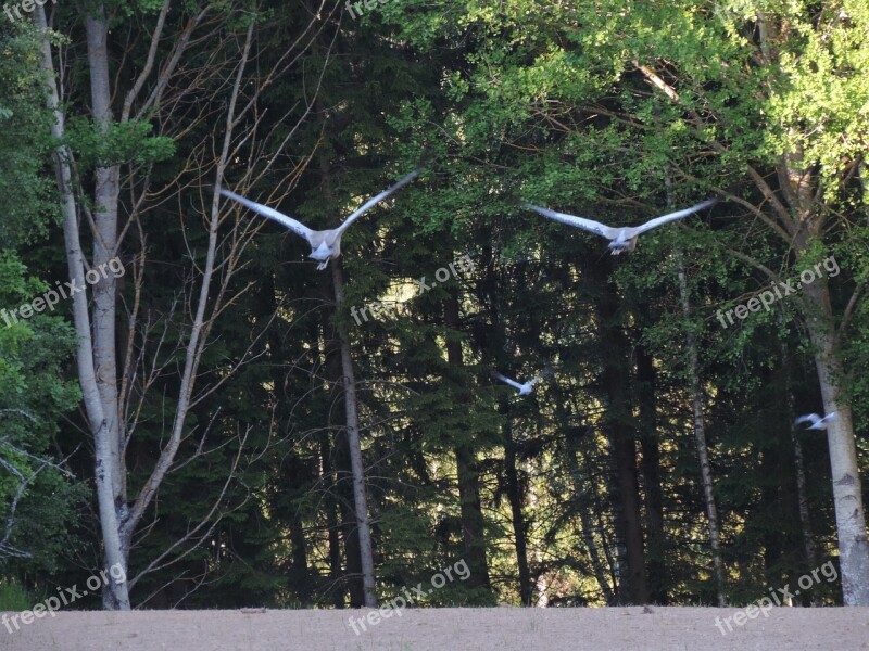 Cranes Pigeons Nature Sweden Free Photos