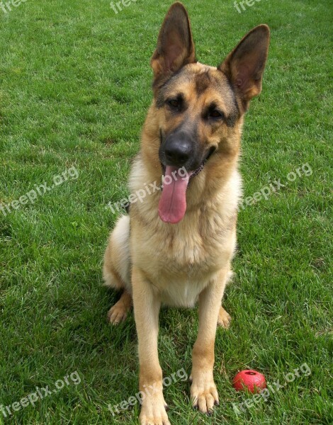 Dog German Shepherd Watchdog Free Photos