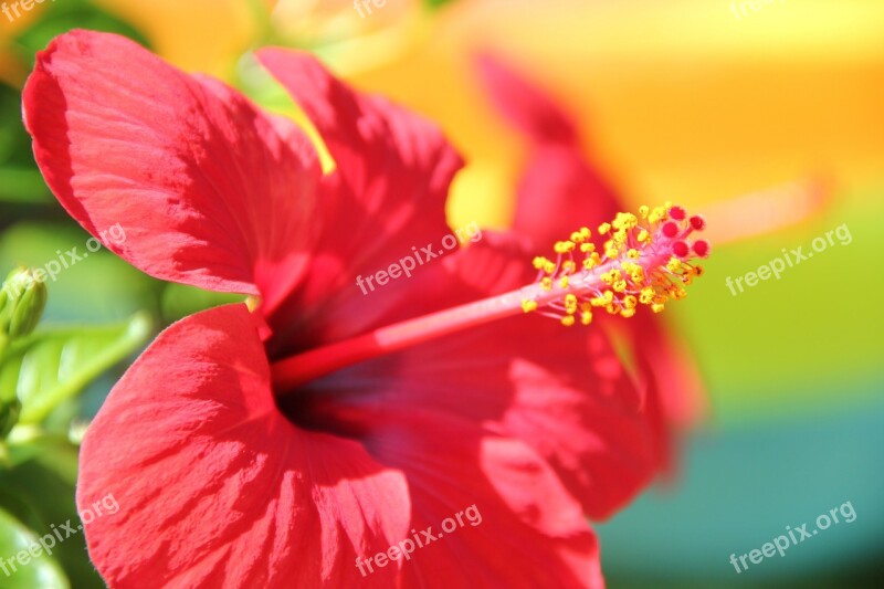 Flower Red Hibiscus Blossom Bloom