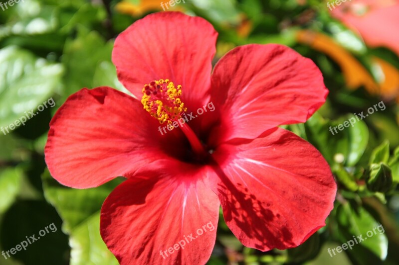 Flower Red Hibiscus Blossom Bloom