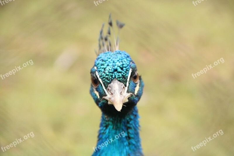 Bird Blue Flights Peacock Free Photos