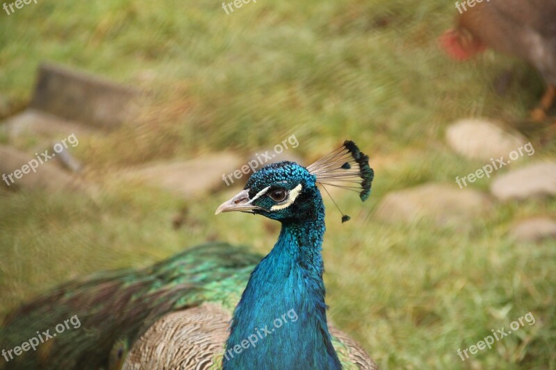 Bird Blue Flights Peacock Free Photos