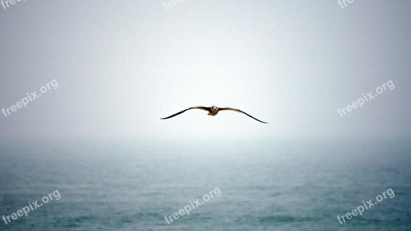 Bird Fly Wings Free Photos