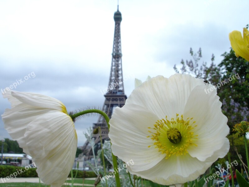 Poppy Paris White Eiffel Tower Flower