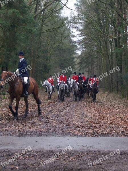 Horses Hunting Forest Autumn Dogs