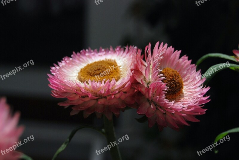 Helichrysum Strawflower Flowers Pink Plants