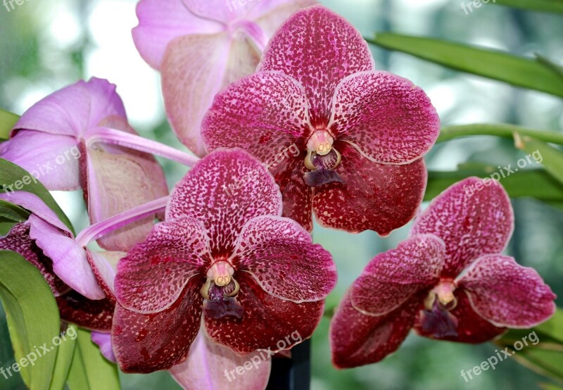 Orchid Orchidaceae Flower Lovely Bloom