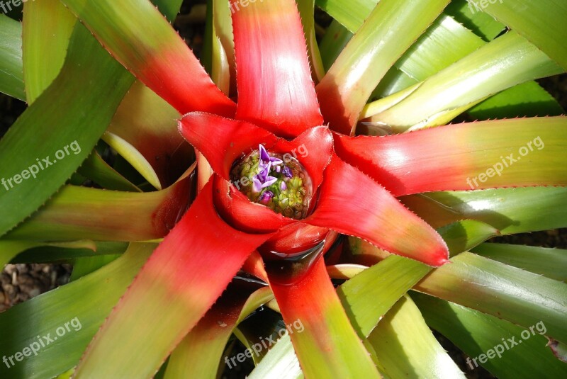 Bromeliad Neoregelia Flower Blue Flowers