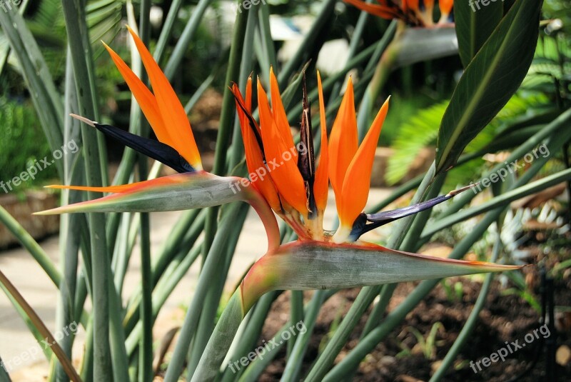 Plant Strelitzia Reginae South Africa Orange Free Photos