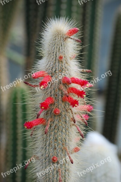 Cactus Cactaceae Desert Flower Spiky Thorns