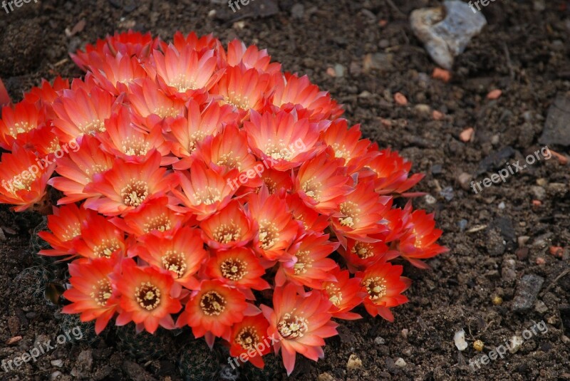 Cactus Cactaceae Desert Flower Spiky Thorns