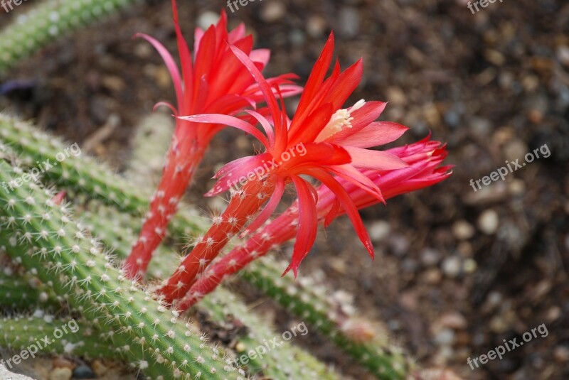 Cactus Cactaceae Disocactus Martianus Desert Flower Spiky