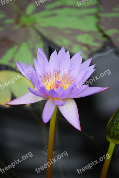 Water Lily Flower Pond Aquatic Purple