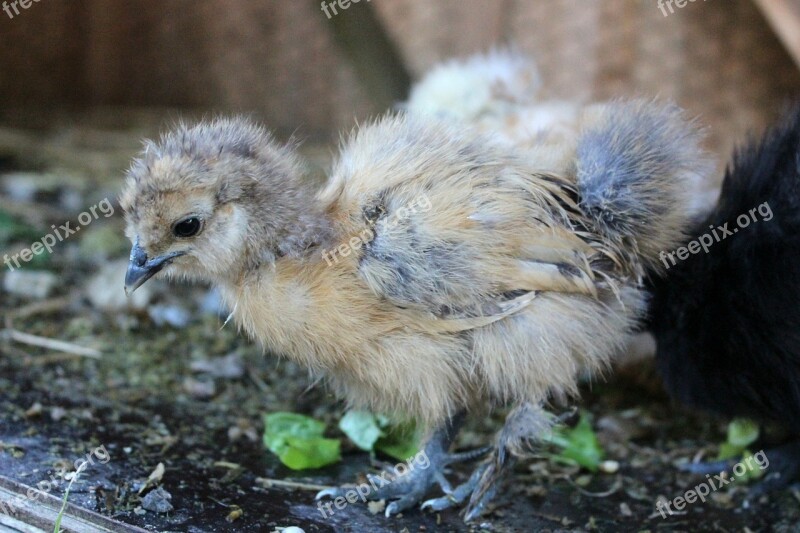 Chicken Agriculture Fluff Chicks Free Photos