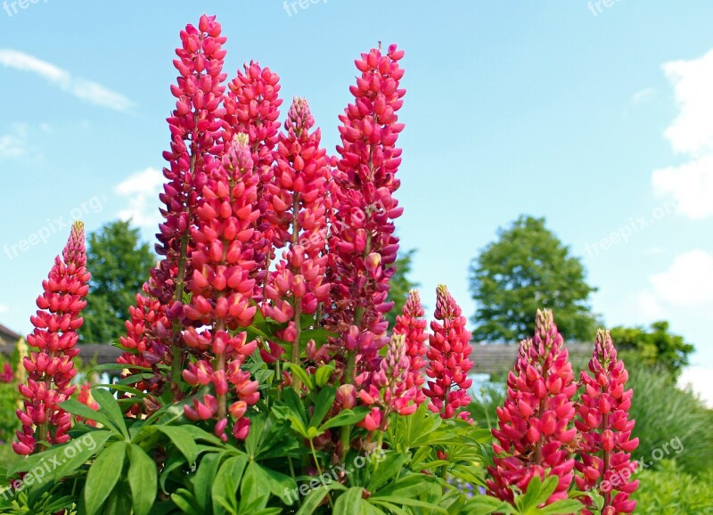 Lupine Lupins Flowers Garden Flowers Vegetable Plant