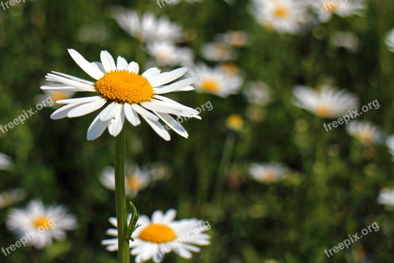 Daisies Flowers Plant Bloom White