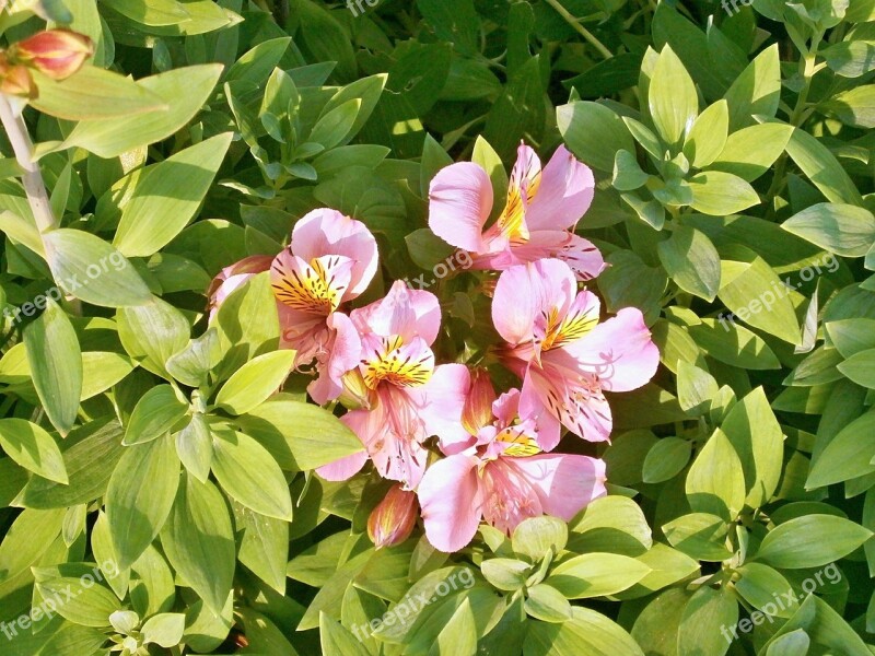 Alstroemeria Pink Flower Summer Flowers Free Photos