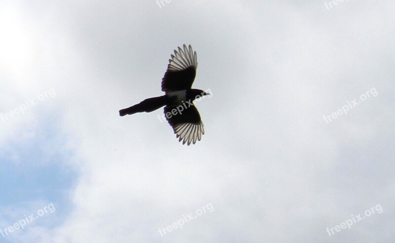 Elster Bird Flight Slightly Clouds