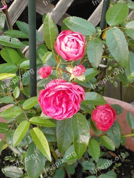 Rose Miniature Roses Pink Flower Rose Garden Free Photos