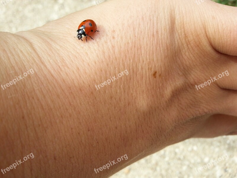 Ladybug Lucky Charm Luck Beetle Siebenpunkt