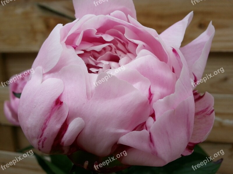 Peony Flower Plant Pink Free Photos